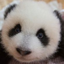 Nat Geo WILD's MISSION CRITICAL Series to Screen at Washington Square Park