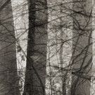 New Work by Photographer Abelardo Morell Launches Concord Museum's Thoreau…