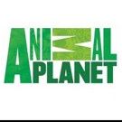Animal Planet Presents New Special MELTING: LAST RACE TO THE POLE Tonight
