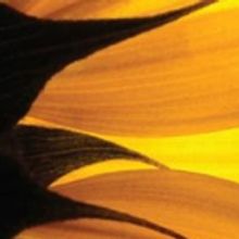 Hedwig Dances Presents HEDWIGNITES 2017