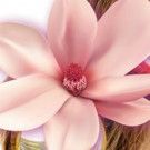 The Peterborough Players Present STEEL MAGNOLIAS 2/15-26