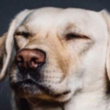 BWW Review: The Power Of Pets Plays Out In SWEET PHOEBE