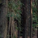 California Roots Music & Arts Festival Team Up with Redwood Forest Foundation to…