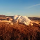Miranda Lee Richards to Release New Album 'Existential Beast' Today