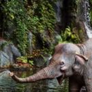 Dwayne Johnson to Star in Disney's Live-Action JUNGLE CRUISE Film