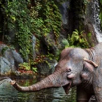 Dwayne Johnson to Star in Disney's Live-Action JUNGLE CRUISE Film