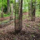 Sandra Muss Installation Inaugurates the Woods at The Kreeger Museum Sculpture Garden