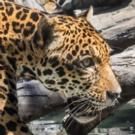 LA Zoo Opens New Jaguars Habitat