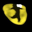Breaking News: Cast Announced for CATS Revival!