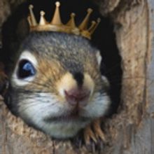 Shakespeare in High Park Celebrates 35 Years with KING LEAR and TWELFTH NIGHT