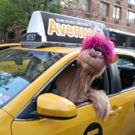 Photo Coverage: Trekkie Monster Debuts the New AVENUE Q Taxi!