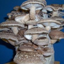 For Christmas Fun, Inexpensive, Unique Christmas Gifts: GMHP Mushroom Growing Kits