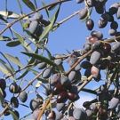 BWW Cooks: The Extra Virgin Olive Oil Question