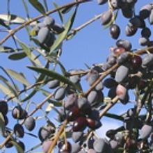 BWW Cooks: The Extra Virgin Olive Oil Question
