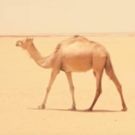 World Music Institute Continues DESERT SERIES With Noura Mint Seymali, Today