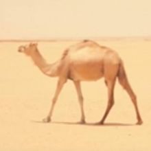 World Music Institute Continues DESERT SERIES With Noura Mint Seymali, Today