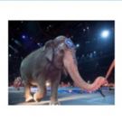 Ringling Bros. and Barnum & Bailey Traveling Elephants to Leave the Circus in May…