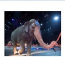 Ringling Bros. and Barnum & Bailey Traveling Elephants to Leave the Circus in May…