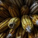 The Mexican Museum to Present Screening of World-Acclaimed Documentary SUNÚ
