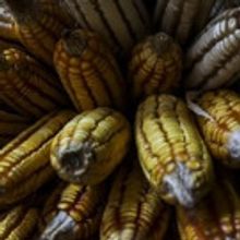 The Mexican Museum to Present Screening of World-Acclaimed Documentary SUNÚ