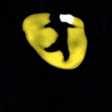 Breaking News: CATS to Return to Broadway This Summer; Andy Blankenbuehler Joins Team