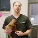 Animal Planet Premieres Season Two of Hit Series THE VET LIFE, 4/15