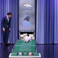 VIDEO: Watch Puppies Predict the Winner of SUPER BOWL 50 on 'Tonight' Video