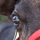 Reindeer Family with 2 Babies and More to Be Featured at L.A. Zoo's Reindeer Romp…