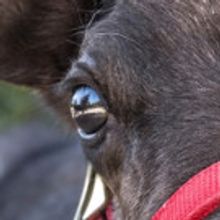 Reindeer Family with 2 Babies and More to Be Featured at L.A. Zoo's Reindeer Romp Hol