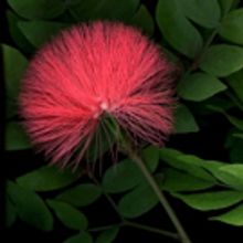 Laurie Tennent Botanicals Presents HIBERNA FLORES, 1/7-2/19