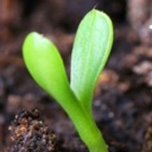 The Vagrancy to Host BLOSSOMING: A New Play Reading Series