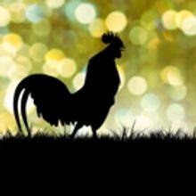 Stage Stars to Support Tamerlaine Farm Animal Sanctuary with CLUCKING FOR A CAUSE Cab