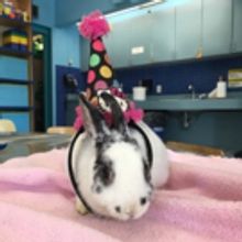 Giving Love and Care to Animal Friends this Valentine's Day Weekend