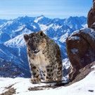 PLANET EARTH II Series Premiere to Air Across BBC America, AMC and SundanceTV, 2/18