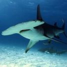 Smithsonian Channel to Present WILD WEDNESDAYS Featuring World's Deadliest Predators