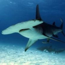 Smithsonian Channel to Present WILD WEDNESDAYS Featuring World's Deadliest Predators
