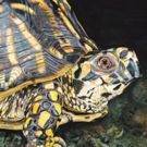 Works by Wildlife Photographer James Fiorentino on View in Mayo Center's Art…
