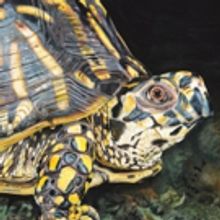 Works by Wildlife Photographer James Fiorentino on View in Mayo Center's Art Upstairs