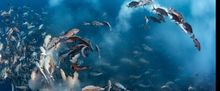 Flash: Sneak Peek - Wildlife Photographer of the Year Exhibit Coming to Houston