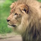 VIDEO: THE LION KING Marks World Lion Day with Visit to the Bronx Zoo