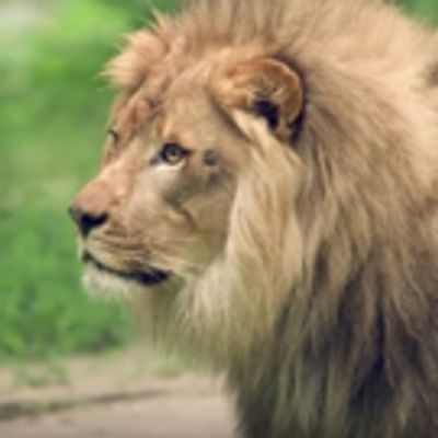 VIDEO: THE LION KING Marks World Lion Day with Visit to the Bronx Zoo