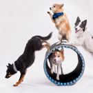 MPAC's Sunday Kids Club Series Kicks Off with 'Mutts Gone Nuts'