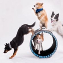 MPAC's Sunday Kids Club Series Kicks Off with 'Mutts Gone Nuts'