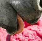 A TASTE OF SHAKESPEARE Opens 8/8 with Delicious Treats!