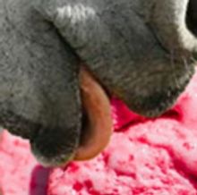 A TASTE OF SHAKESPEARE Opens 8/8 with Delicious Treats!