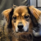 Bravo Bell, Off-Broadway Theatre Dog, Celebrates National Dog Day at the Players…