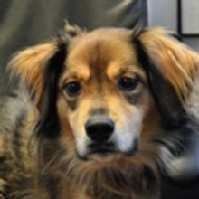 Bravo Bell, Off-Broadway Theatre Dog, Celebrates National Dog Day at the Players Thea