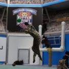 Hallmark Channel to Present KITTEN BOWL V Adoption Event This February