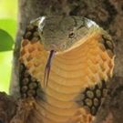 Wild Wednesdays Return to Smithsonian Channel with Two New Specials