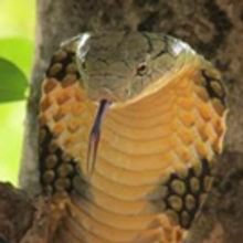 Wild Wednesdays Return to Smithsonian Channel with Two New Specials